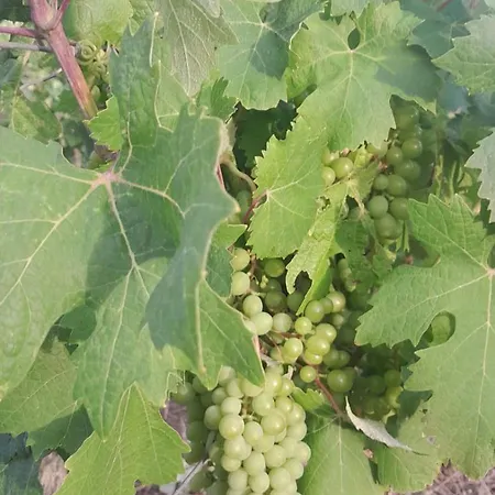 Dependance Pavoncella Appartement Arzachena