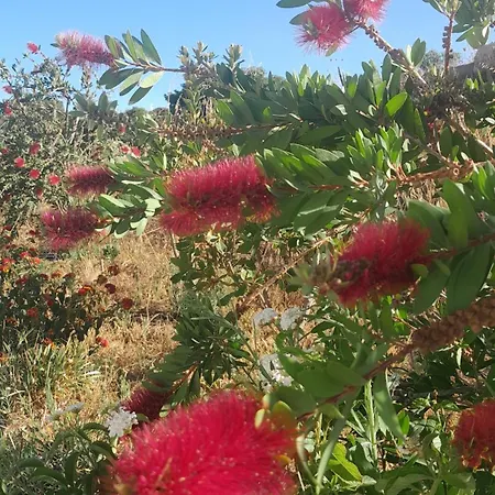 Appartement Dependance Pavoncella Arzachena