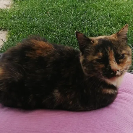 Dependance Pavoncella Arzachena