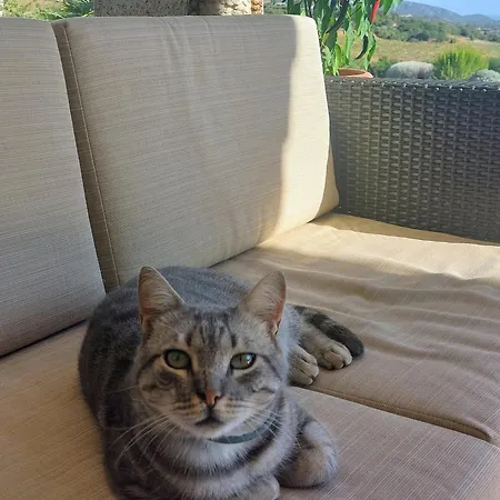 Dependance Pavoncella * Arzachena