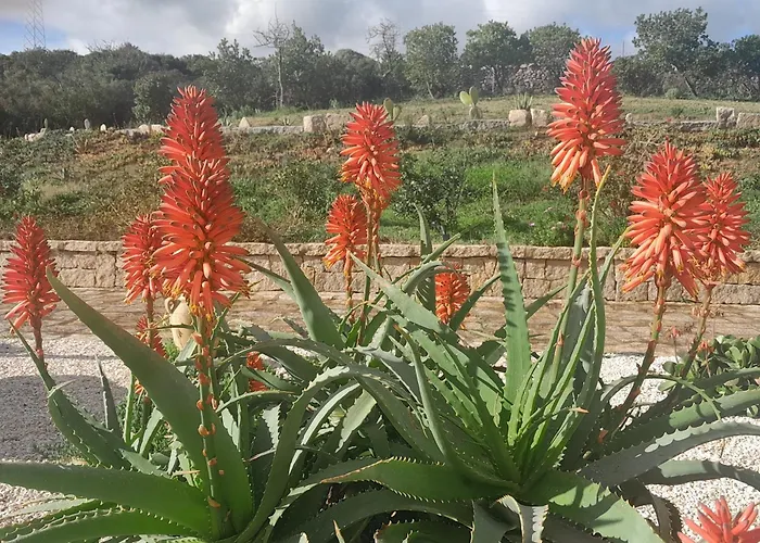 Dependance Pavoncella Daire Arzachena